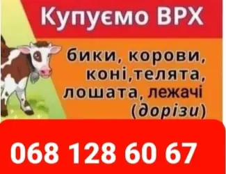 Зображення для оголошення Врх