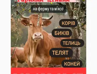 Зображення для оголошення Корови коні