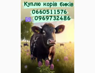 Зображення для оголошення Куплю коней бичків корівок