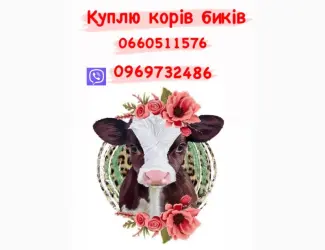Зображення для оголошення Купимо корів коней бичків