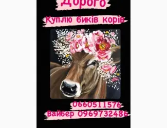 Зображення для оголошення Закупка биків телят та поросят