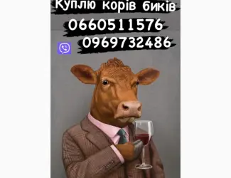Зображення для оголошення Проводимо закупку гавядини овець баранів ярок