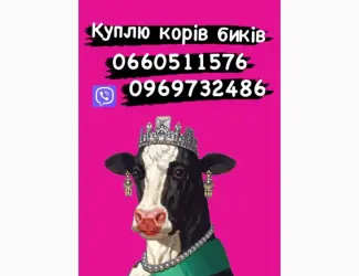 Зображення для оголошення Коні Куплю коней кобил лошаків! ціна висока