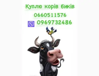 Зображення для оголошення Купимо бичків корів поросят свинок свиноматок