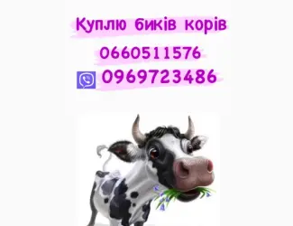 Зображення для оголошення Купимо дорого свинину та гавядину