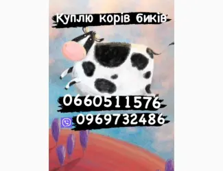 Зображення для оголошення Закупка биків свиней поросят