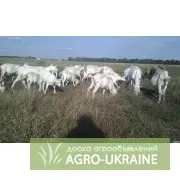 Зображення для оголошення Козлята Зааненские: козочки и козлики. Козёл племенной. Коза