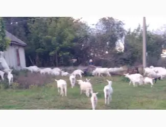 Зображення для оголошення Продам молодых зааненских коз