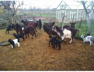 Зображення для оголошення Продам кози
