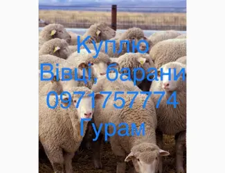 Зображення для оголошення Куплю баранів живою вагою