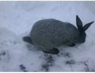Зображення для оголошення Полтавське срібло