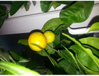 Зображення для оголошення Цитрусовые