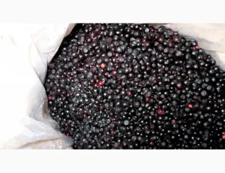 Зображення для оголошення Продам чернику