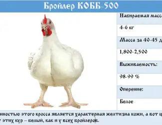 Зображення для оголошення Цыплята бройлеры КООБ-500 (Польша