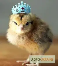 Зображення для оголошення Цыплята Редбро (Redbro)