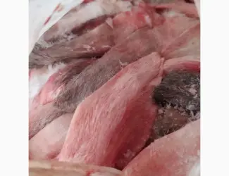Зображення для оголошення Куплю на постоянной основе уши