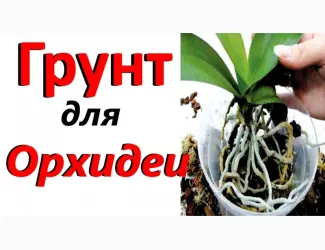 Зображення для оголошення Кора сосновая для орхидей и др. растений