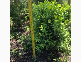 Зображення для оголошення Продам Самшит (Buxus)
