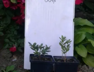 Зображення для оголошення Рододендрон