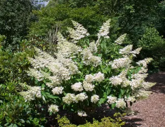 Зображення для оголошення Гортензия метельчатая Grandiflora