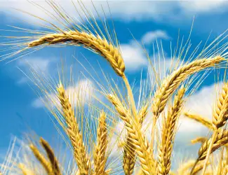 Зображення для оголошення Пропонуємо портії зерна на умовах FCA або DDP///We offer grain portions on FCA or DDP term