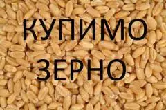 Зображення для оголошення Куплю зерно, зерноотходы
