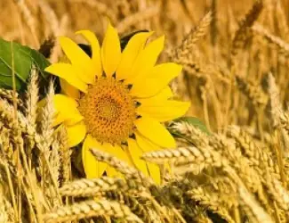 Зображення для оголошення Куплю зернові та олійні культури