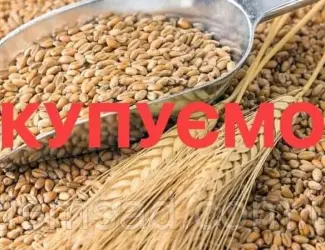 Зображення для оголошення Закуповуємо некондиційну пшеницю та кукурудзу. Пророслу, сажкову, зіпсовану із запахом