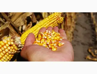 Зображення для оголошення Закуповуємо зернові