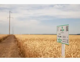 Зображення для оголошення Елітне насіння озимої пшениці