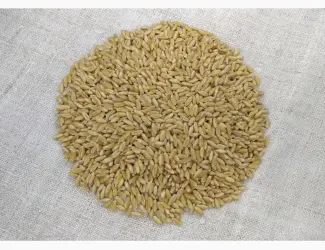 Зображення для оголошення Насіння пшениці ярої