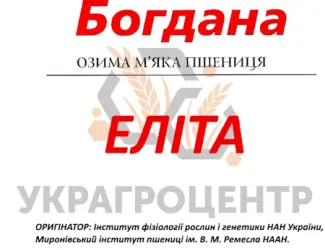 Зображення для оголошення Насіння озимої пшениці БОГДАНА еліта 2025р