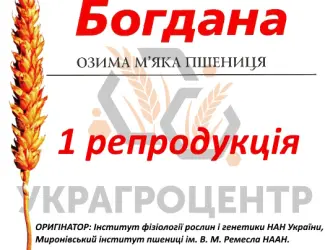 Зображення для оголошення Насіння озимої пшениці БОГДАНА 1 репродукція 2025р