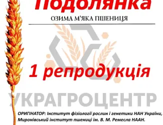 Зображення для оголошення Насіння озимої пшениці ПОДОЛЯНКА 1 репродукція 2024р