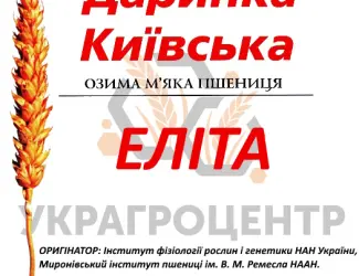 Зображення для оголошення Насіння озимої пшениці ДАРИНКА КИЇВСЬКА еліта 2025р