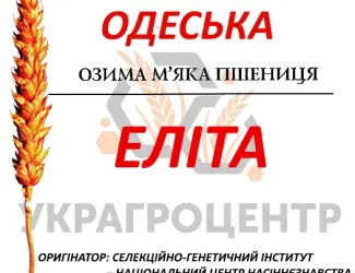 Зображення для оголошення Насіння озимої пшениці КАТРУСЯ ОДЕСЬКА еліта 2025р