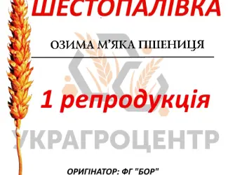 Зображення для оголошення Насіння озимої пшениці ШЕСТОПАЛІВКА 1 репродукція ФГ БОР 2025р