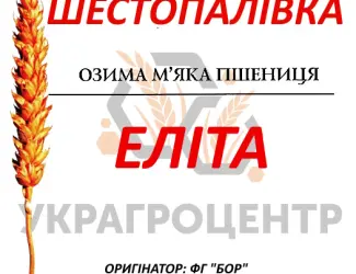 Зображення для оголошення Насіння озимої пшениці ШЕСТОПАЛІВКА Еліта 2025р