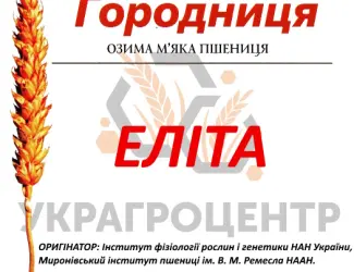 Зображення для оголошення Насіння озимої пшениці ГОРОДНИЦЯ Еліта 2024р