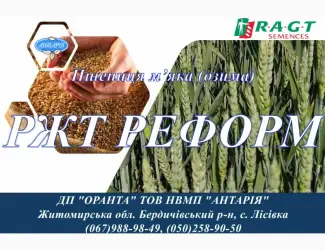 Зображення для оголошення Насіння озимої пшениці РЖТ РЕФОРМ (СН