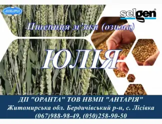 Зображення для оголошення Насіння озимої пшениці ЮЛІЯ (СН