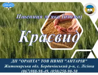 Зображення для оголошення Насіння озимої пшениці Краєвид (БН
