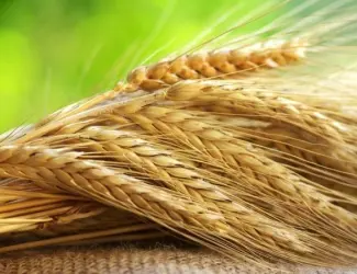 Зображення для оголошення Закупляемо пшеницю 1-6кл и отходи на самовивоз
