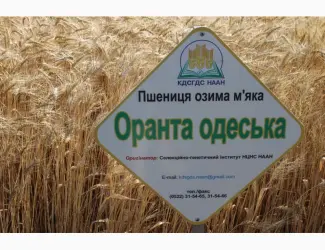 Зображення для оголошення Насіння озимої пшениці Оранта Одеська (еліта) Дніпропетровська обл.