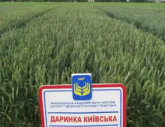 Зображення для оголошення Насіння озимої пшениці Даринка Київська (СН-1 репрод.) Дніпропетровська обл