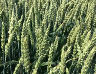 Зображення для оголошення Насіння озимої пшениці ЮЛІЯ (СН-1 репродукція). Дніпропетровська обл.