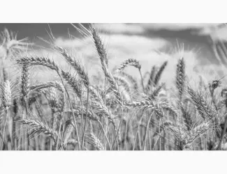 Зображення для оголошення Закупаем ФУРАЖНУЮ ПШЕНИЦУ постоянно. Самовывоз. Быстро