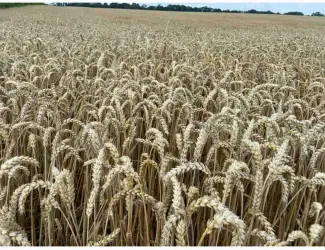 Зображення для оголошення Насіння озимої пшениці 1 репродукція в ассортименті