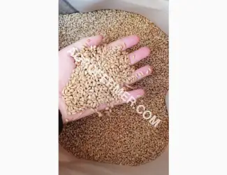 Зображення для оголошення Семена пшеницы сорт Baxter канадская трансгенная двуручка