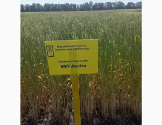 Зображення для оголошення МІП Аеліта